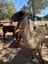 2024 Canberra Sights & Lights Tour - Blackwattle Alpaca Farm Image -65f4b877c4fab